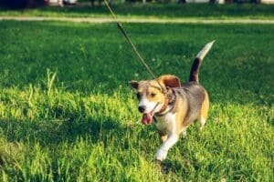 Dog bite